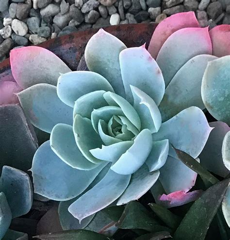 echeveria prada|wax echeveria varieties.